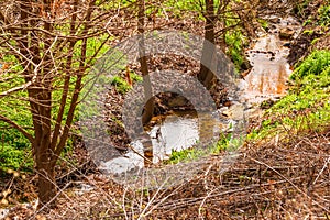 Clear Creek in Piedmont Park, Atlanta, USA