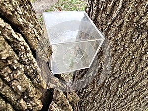 Clear cube nested in tree for geocaching activity