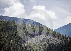 Clear cut forest