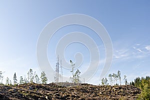 Clear cut forest area