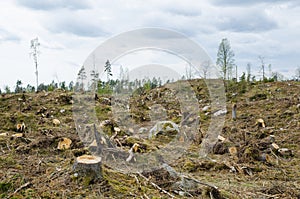 Clear cut forest area