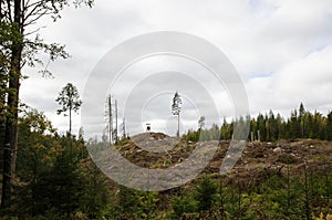 Clear cut forest area