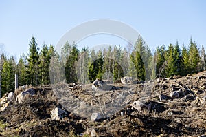 Clear cut forest area