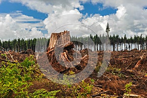 Clear cut forest and large tree stump