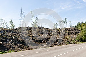 Clear cut forest by roadside