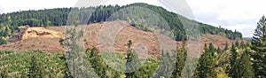 Clear cut logging slope