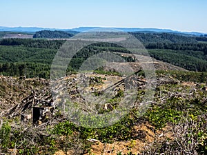 Clear cut logging