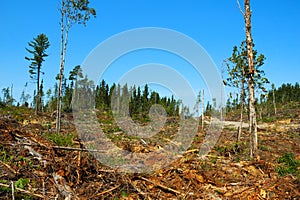 Clear-cutting Operation