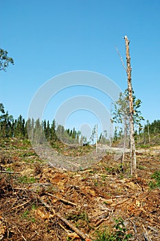 Clear-cutting Operation