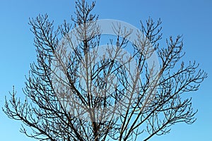 Surreal tree in winter deep blue sky