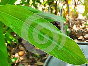 Clear dew drops On a green banana leaf,