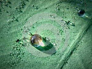 clear dews on the green leaf