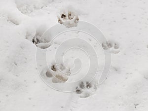Clear, distinct dog tracks in wet snow