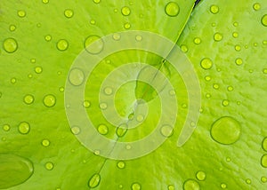 A clear drop of water on clean green lotus leaf