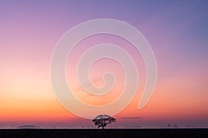 Clear early morning with the vast sky and lone tree