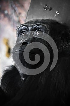 The clear face of a female gorilla with clear eyes and a close-up human tense anxiety