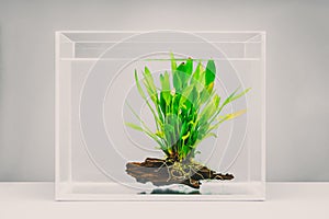 Clear fish tank with aquatic plant