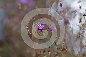 A clear flower of a purple Gypsophila muralis ( field gypsophila )