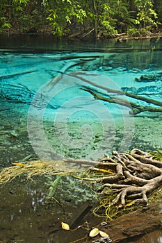 Clear freshwater in forest