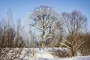 A clear frosty day, oak and other trees near road