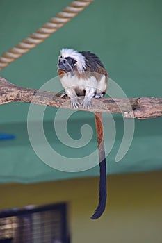 Clear full body view of cotton top tamarin in a zoo with its long beautiful fluffy tail