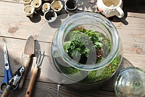 Clear glass jar of terrarium with moss and plant photo