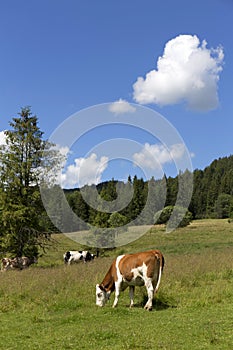 Čistá zelená krajina s kravami na pasienkoch, pohorie Magura na Slovensku