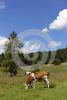 Clear green Landscape with Cows on Pasture, Mountains Magura in Slovakia