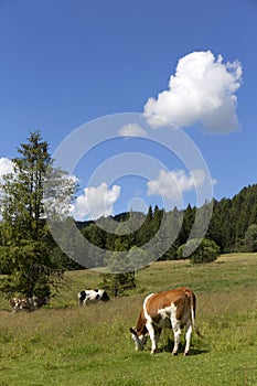 Jasně zelená krajina s krávami na pastvě, pohoří Magura na Slovensku