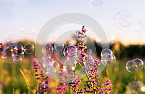 clear green meadow with pink flowers and soap bubbles brightly shimmer and fly in the air at sunset