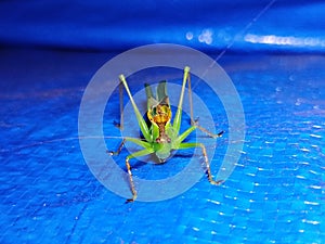 Clear green wing grasshopper photo