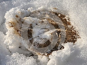 Clear horse hoof mark pressed into wet snow