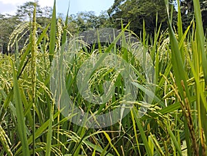 Clear image of rice plant