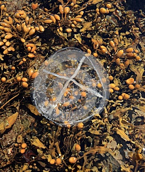 Clear Jellyfish in a Tide Pool