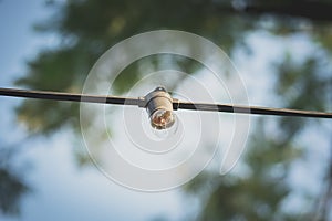 Clear light bulb in garden