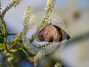 The clear moment of brown butterfly hanging upside down on the w