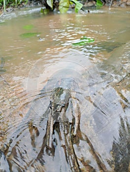 Clear and natural freshwater natural river, Sanggau district, West Kalimantan, Indonesia