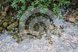 Clear naural water in a forest