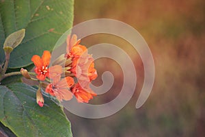 Clear Orange flower in the garden DUBAI,UAE on 26 JUNE 2017