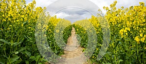 Clear path among the bio field with still growing up and unopened yellow flowers. Photo before the sunset hour. Peaceful nature.