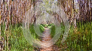 clear path in the forest through dry hurdles. the way is covered with dry leaves and at both sides there is green grass. The sun