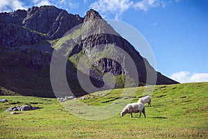 Clear and peaceful landscape with sheeps photo