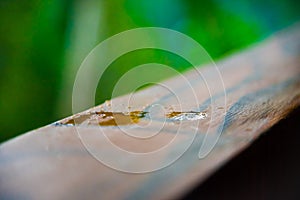 Clear perspective of water drop in the middle of the wooden rail