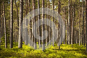 Clear pine forest photo