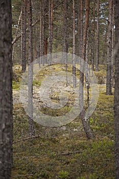 Clear pine forest