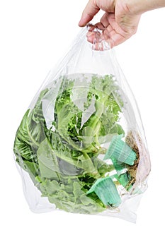 Clear plastic bags containing lettuce The farmer`s hand was carrying a bag of lettuce. Isolated on white background