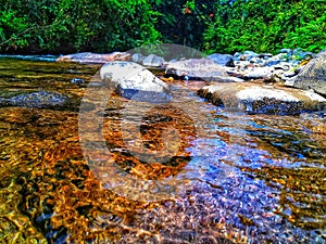 A clear river in the middle of the forest