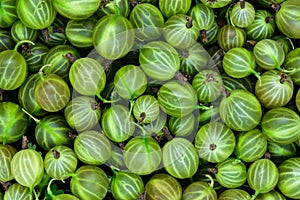 Clear and sharp close up view of fresh green gooseberries background surface