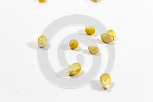 Clear shot of diagonal spreaded corn seeds on white background