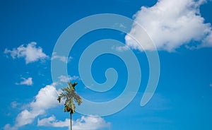 Clear skies with aloof areca trees blue photo